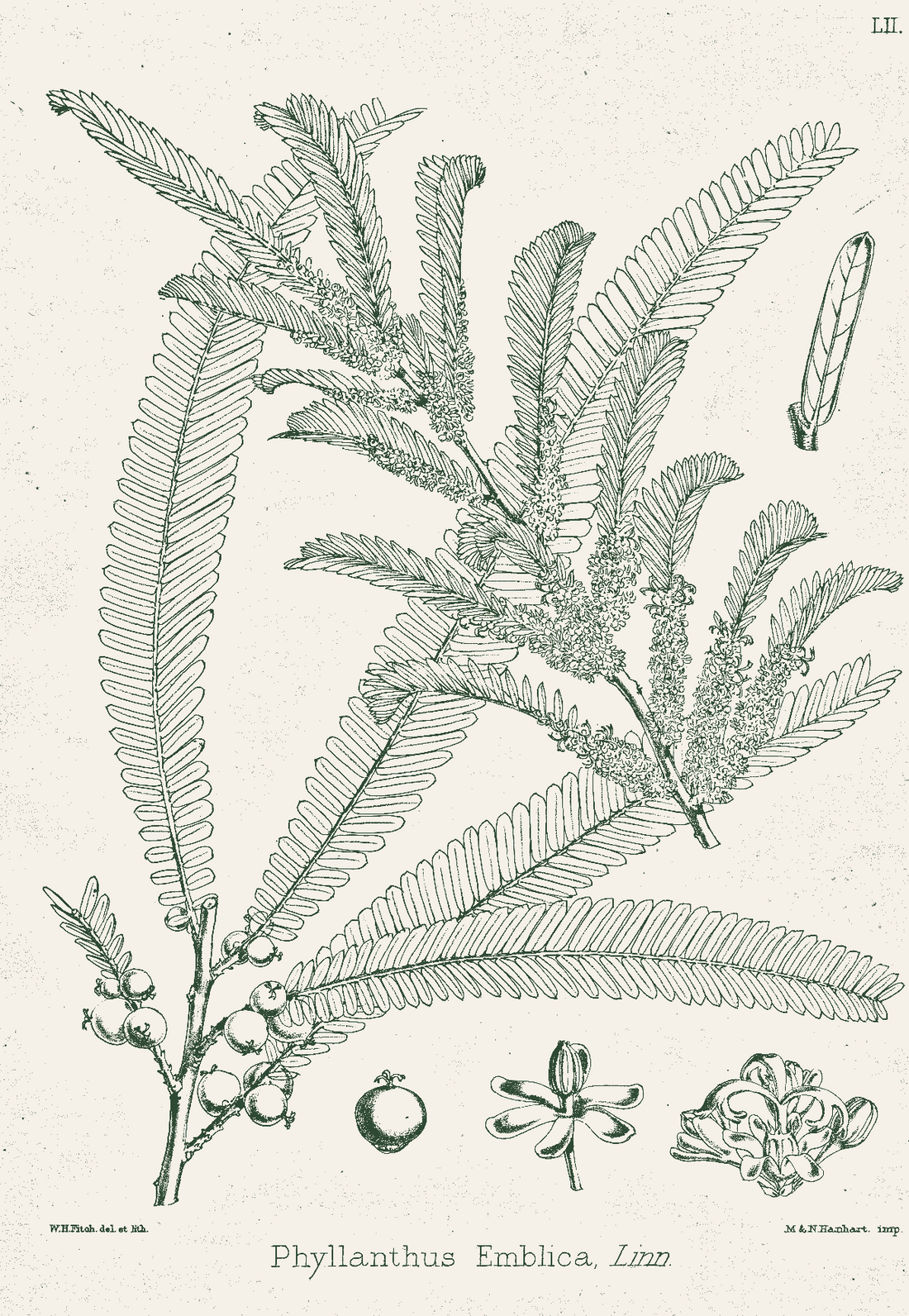 Amalaki