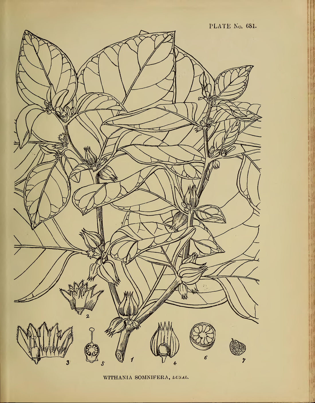 Ashwagandha