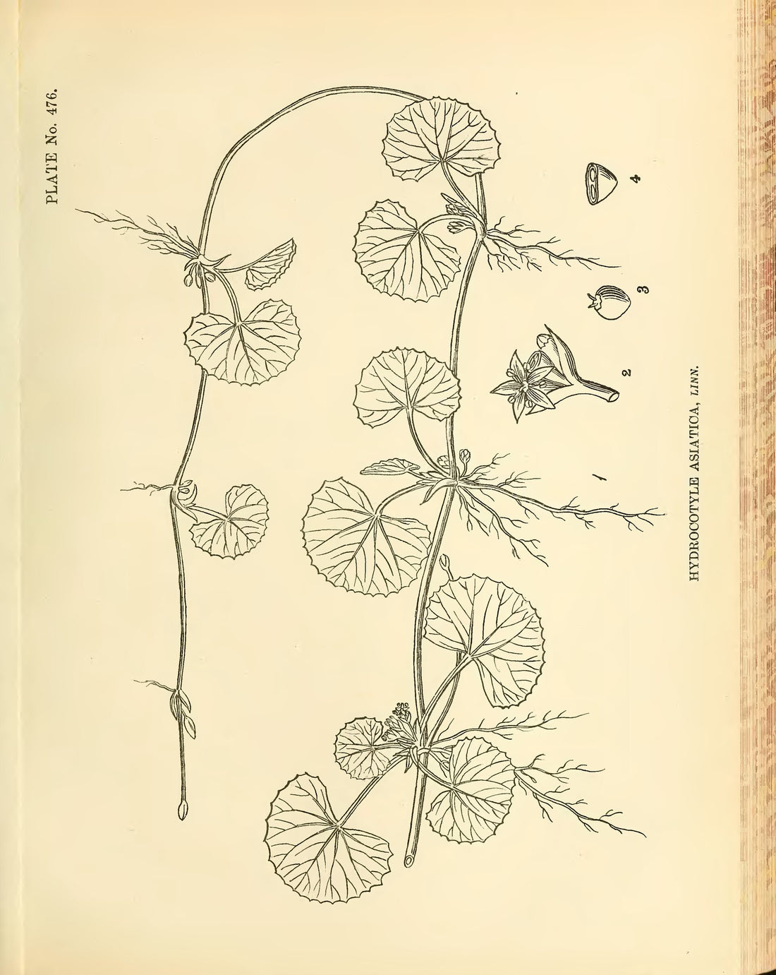 Gotu Kola