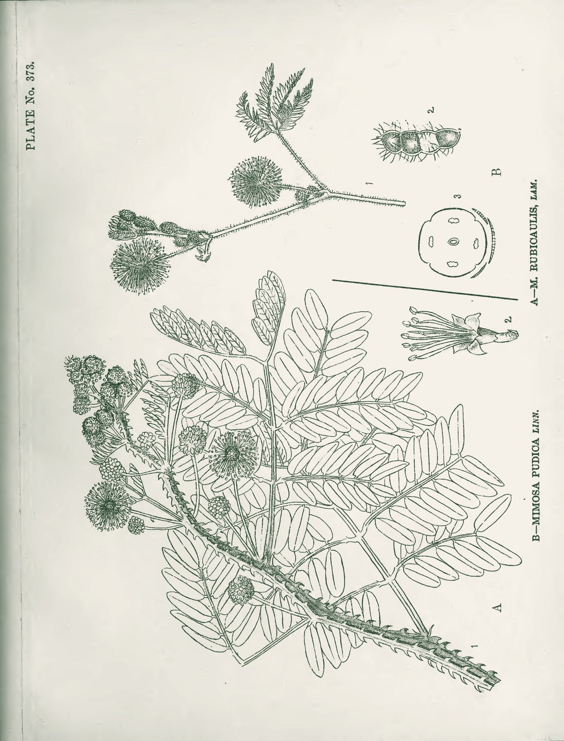 Lajjalu (Mimose)