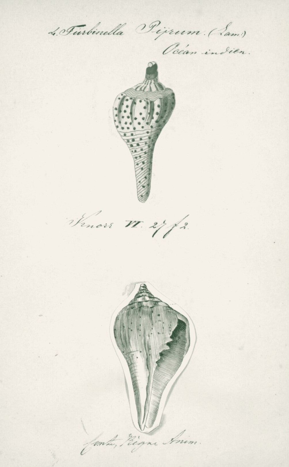 Muschelschale (Śaṅkha, Śukti, Kapardikā)