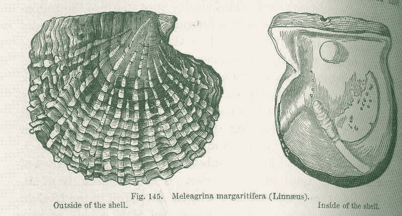 Perle (Muktā)