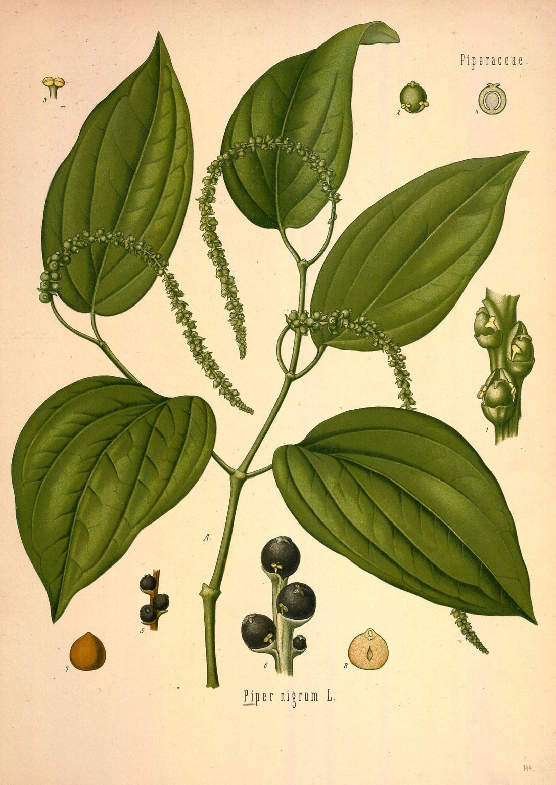 Pfeffer