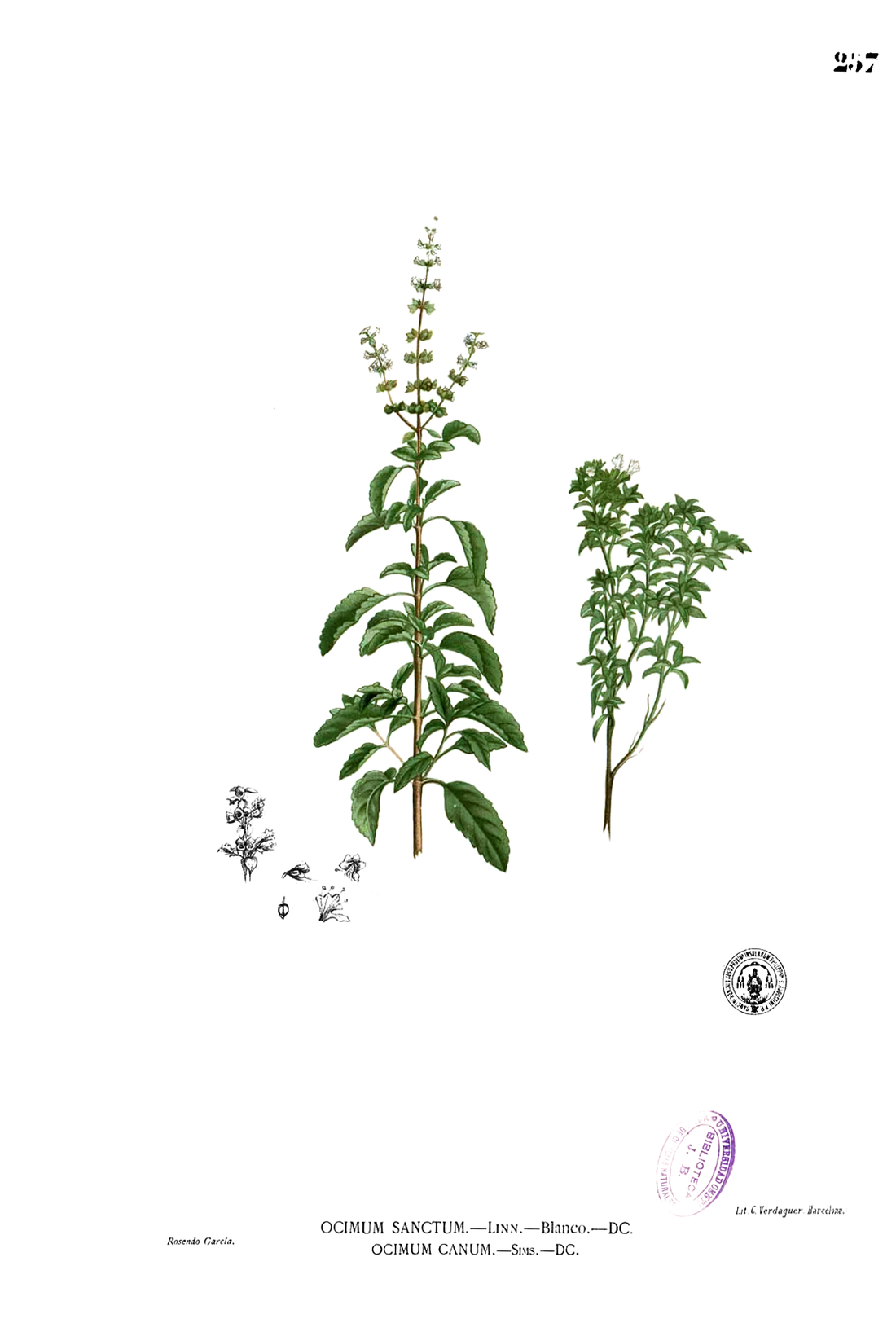 Tulsi
