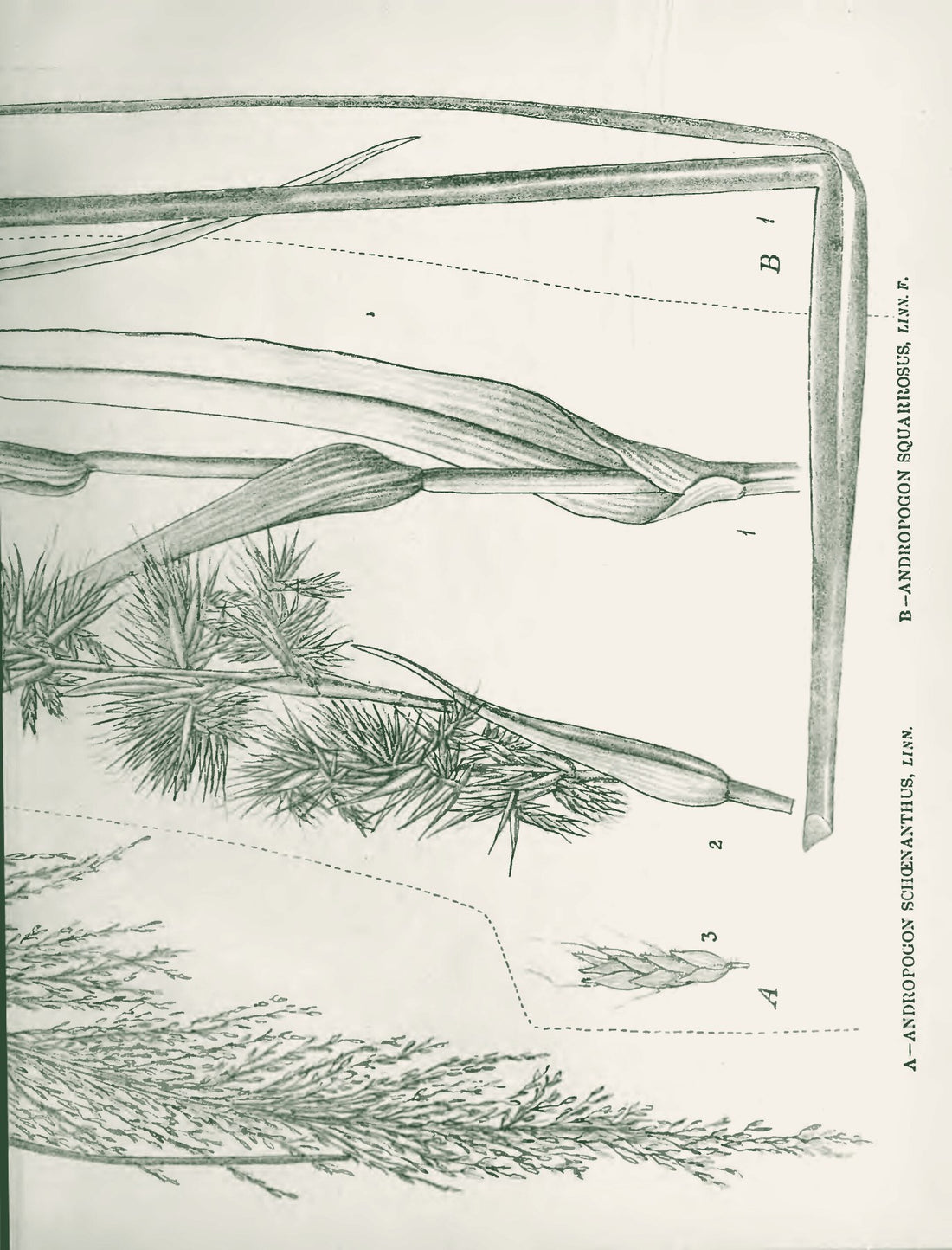 Ushira (Vetiver)